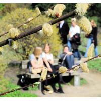 2310_5773 Weidenkaetzchen mit Bluetenstaub - Parkbesucher  auf einer Parkbank, Spaziergaenger. | 